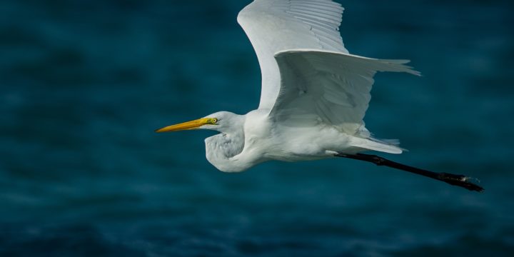 Birdnificent©: Mombasa