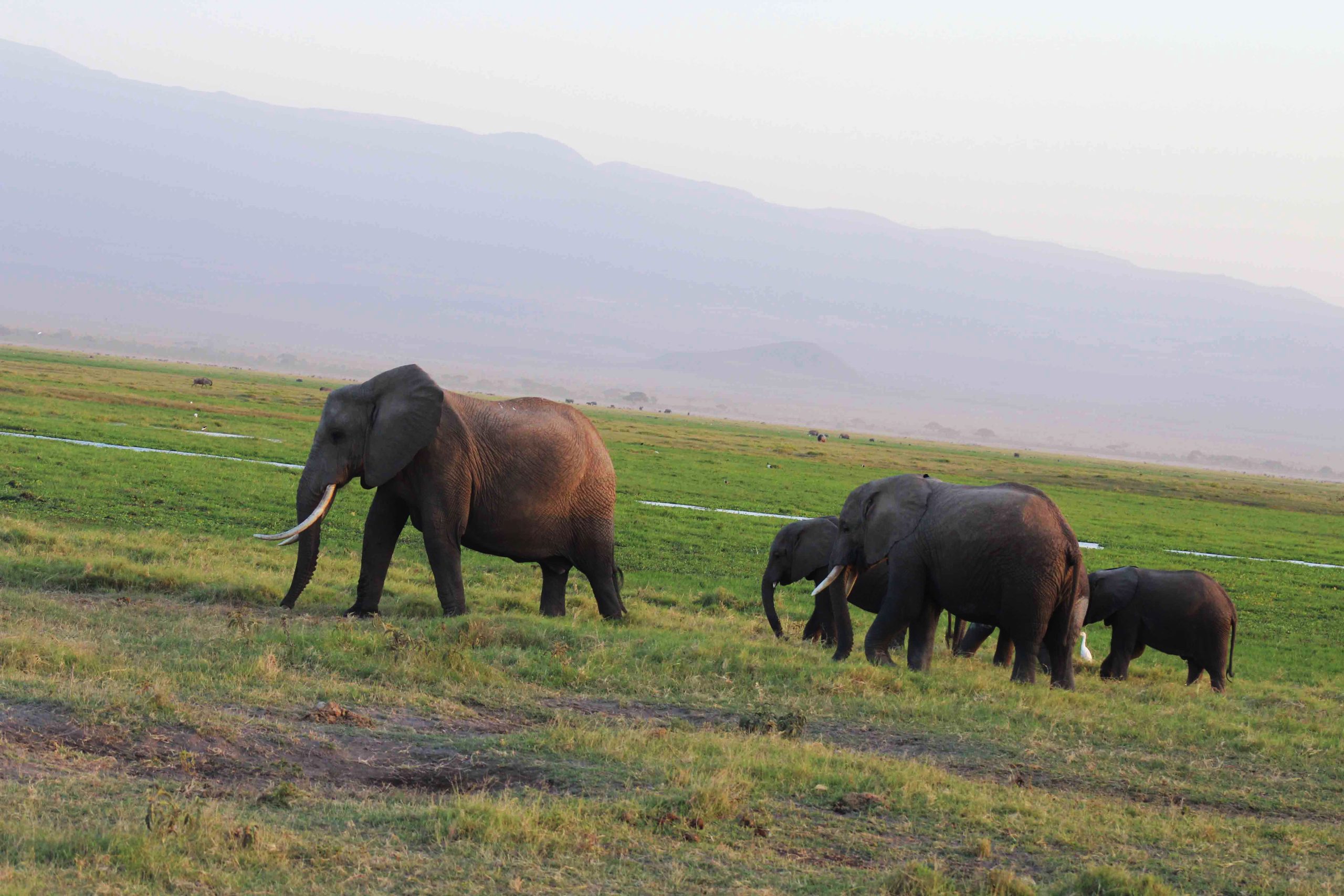 Essential Destination: Amboseli