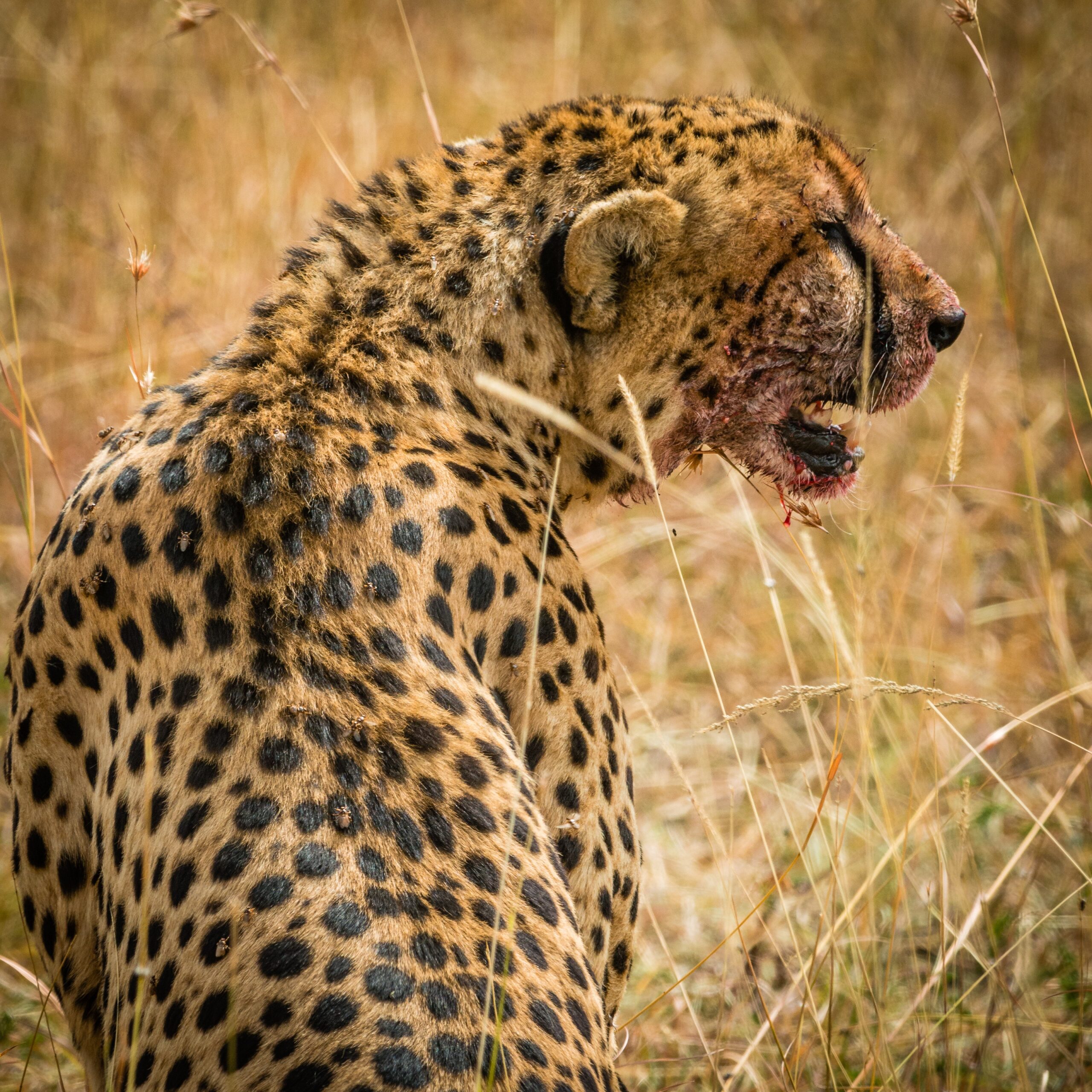 Why Amboseli Is a Good Idea This Month