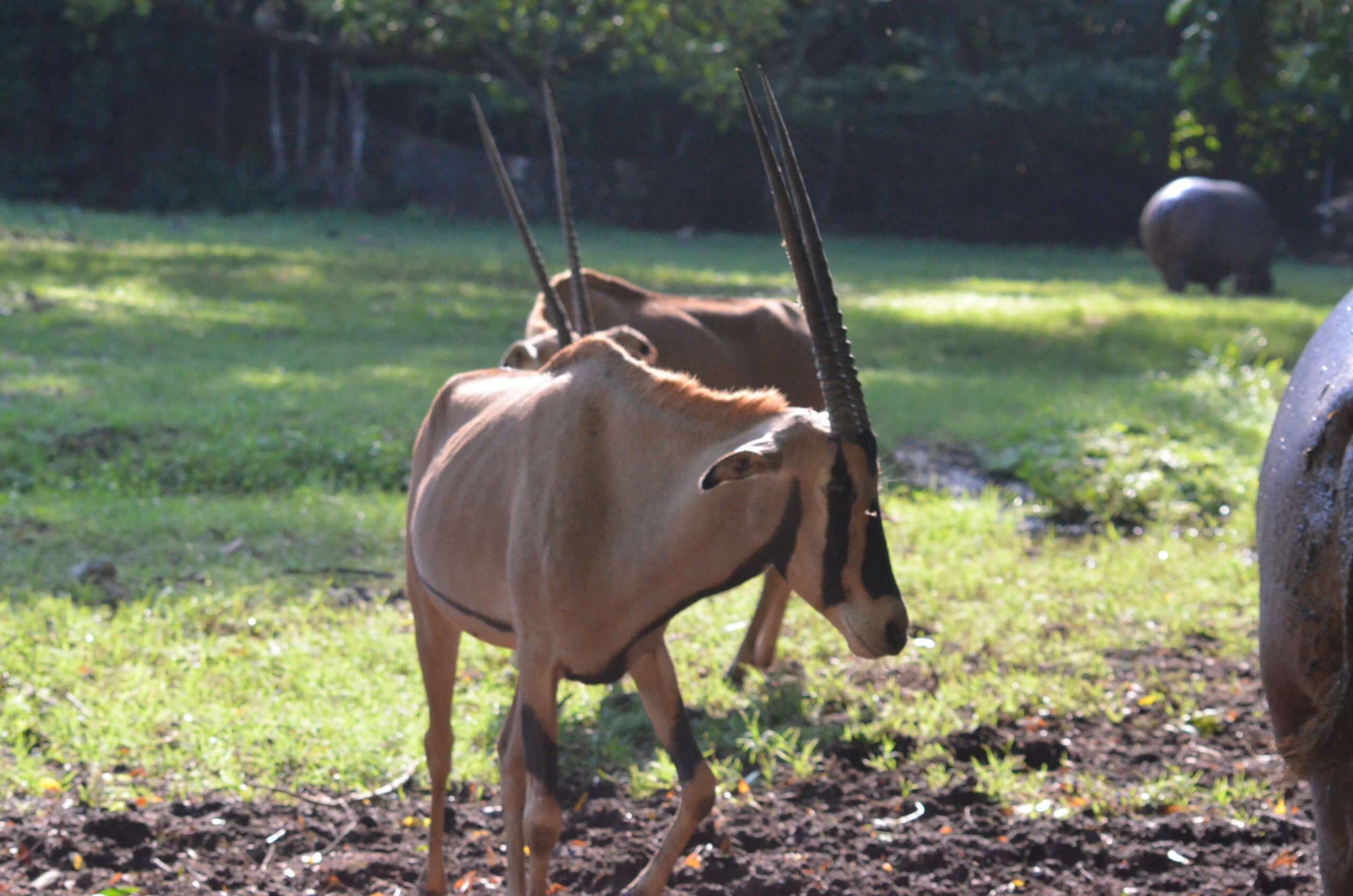 Reflections on Wildlife Survival and Sustainable Tourism