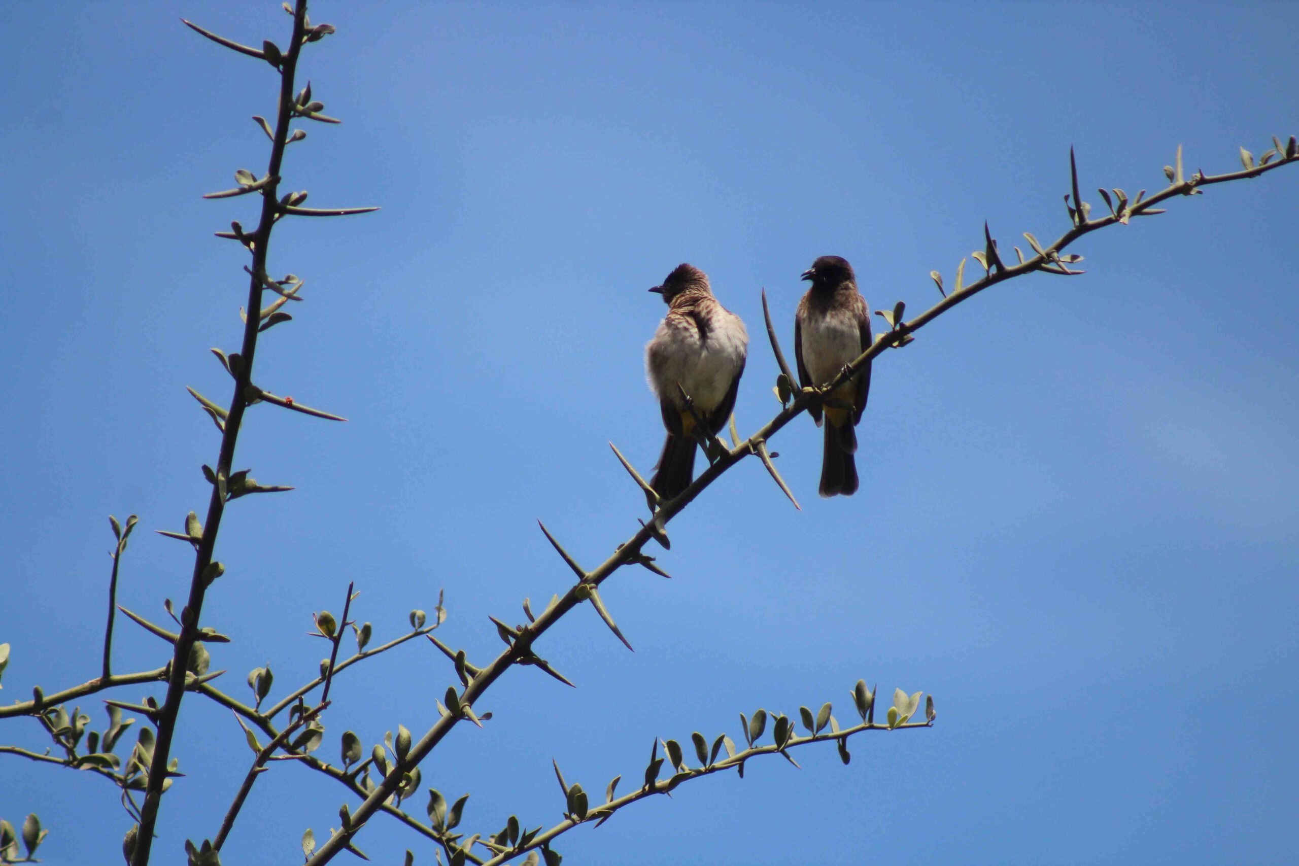 New eBird Checklist, Global Big Day 2021