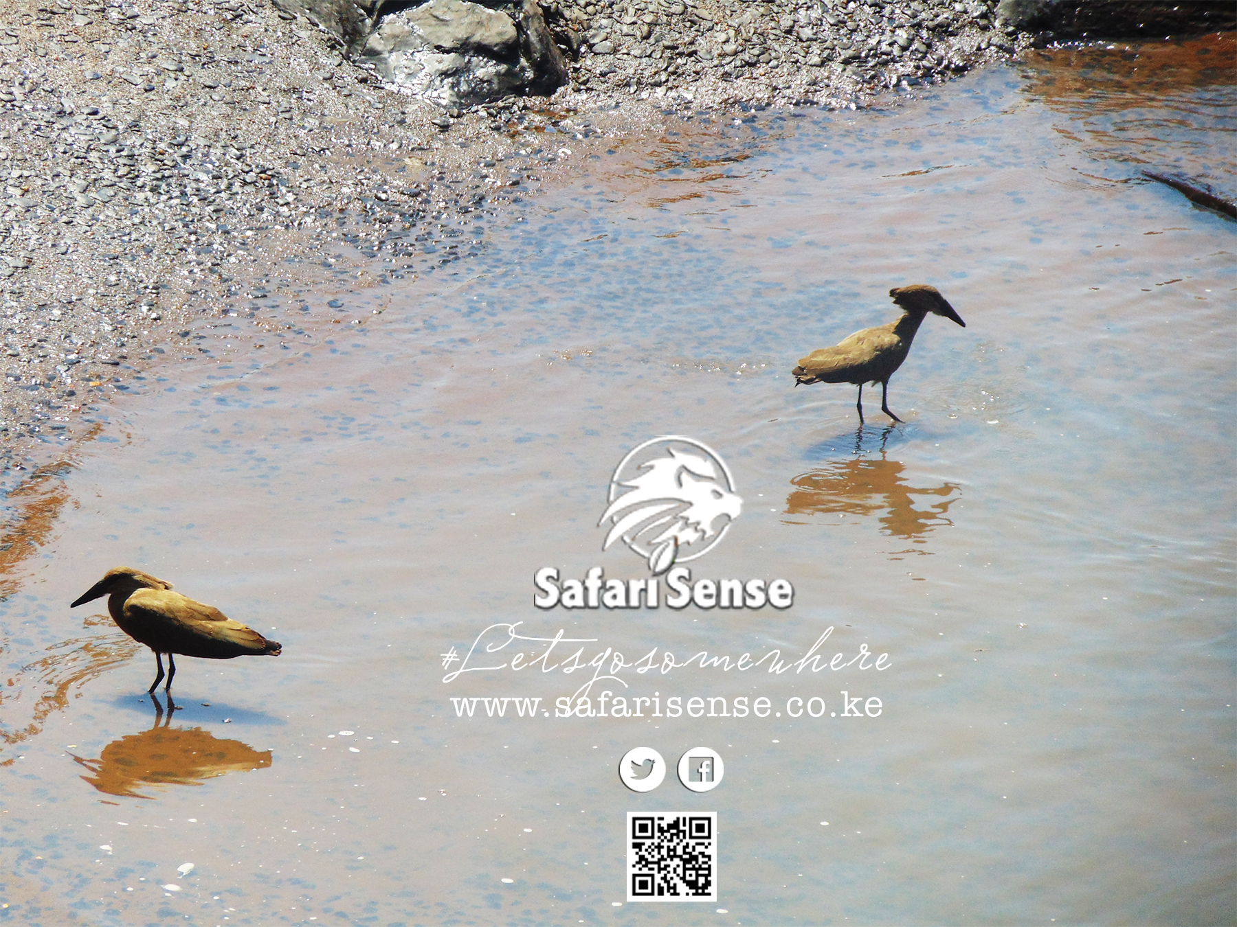 Fundi Chuma! Why the Hamerkop is known as the Flying Architect