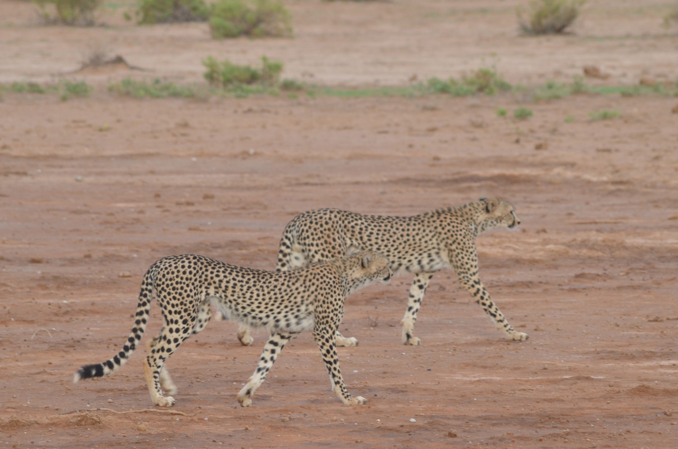 Swift Shadows: Unraveling the Mystique of the Cheetah