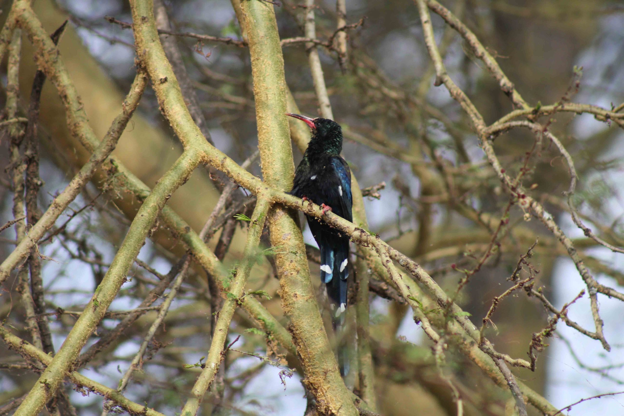 Green Wood Hoopoe: Africa’s Iridescent Chatterbox – Birdnificent©