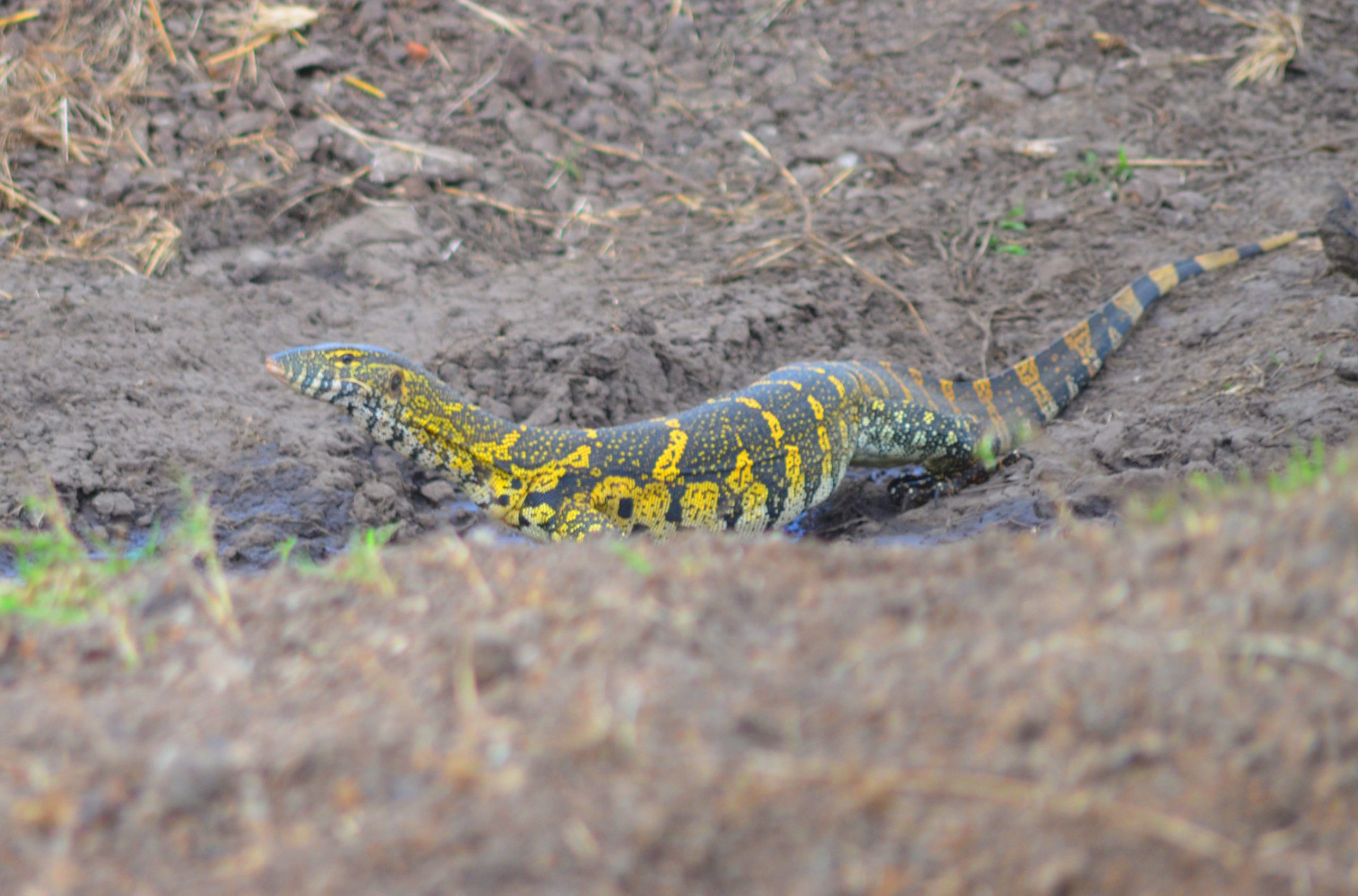 The Nile Monitor Lizard: East Africa’s Water Dragon