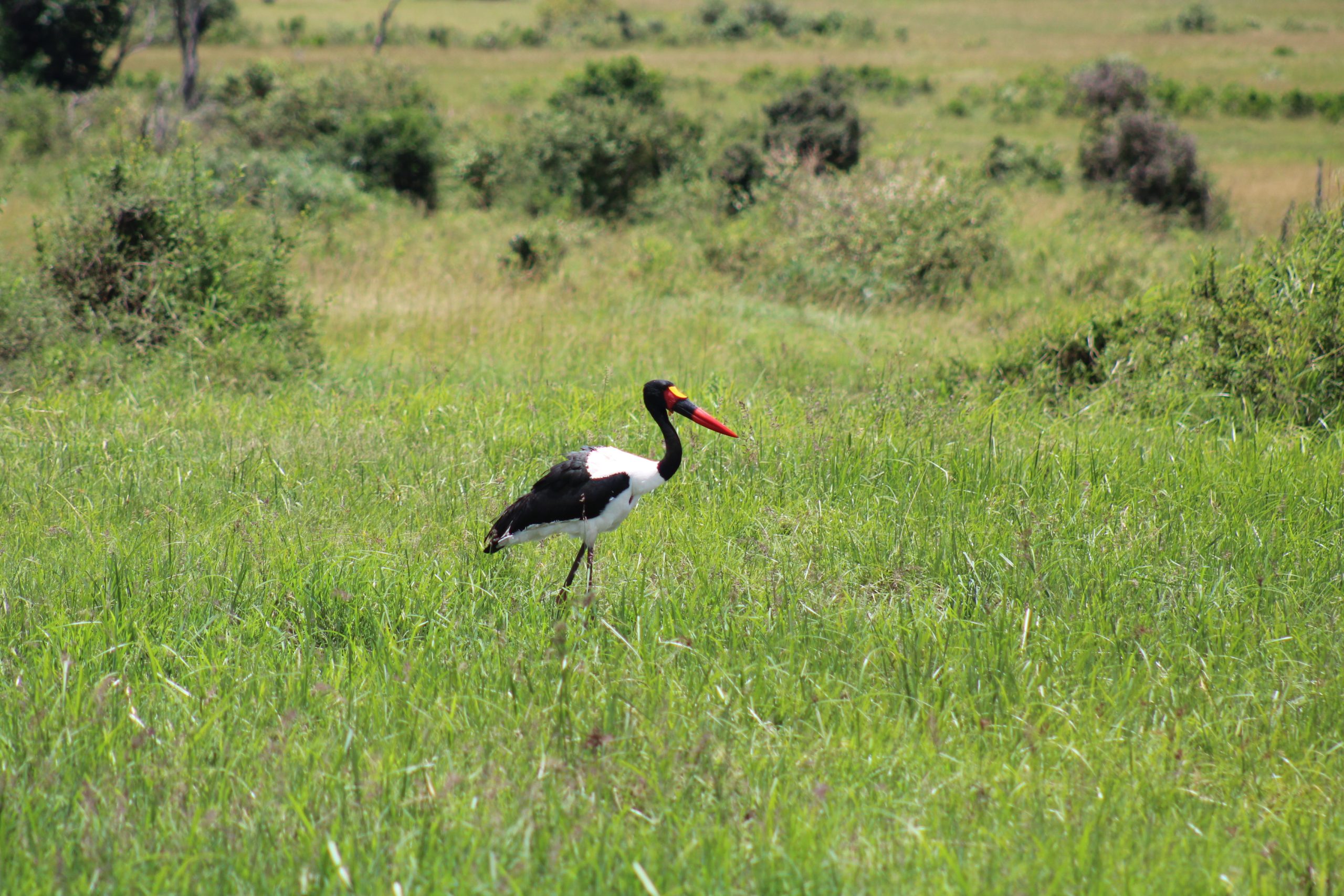 Birdnificent © Something About The Saddle-billed Stork…