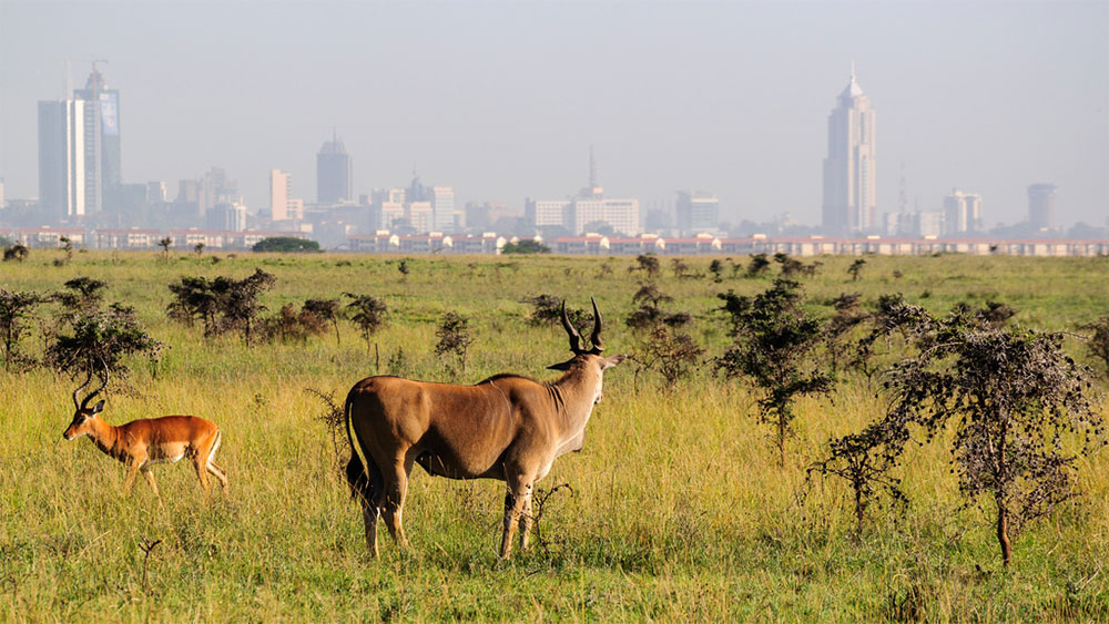 Safari-sense-city-safari-park