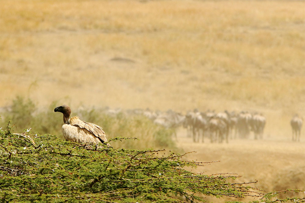 Sarari-sense-nairobi-bird