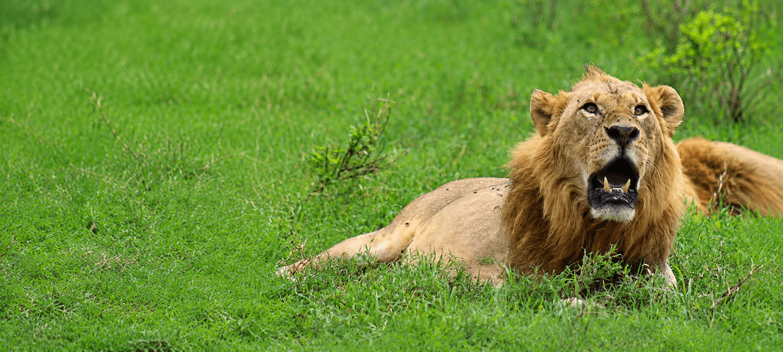 Where Wildlife Meets Meaningful Travel
