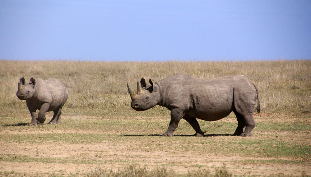 safari-sense-why-visit-rhinos