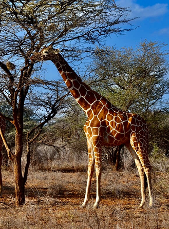 Samburu, Buffalo Springs, and Shaba National Reserves
