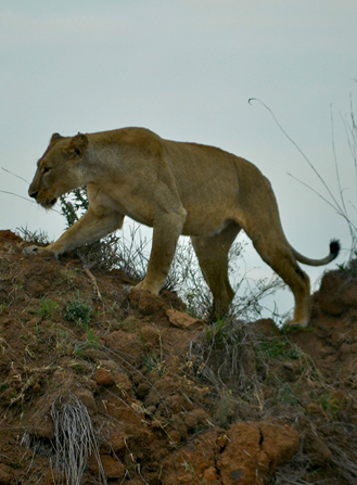 Tsavo East and Tsavo West National Parks