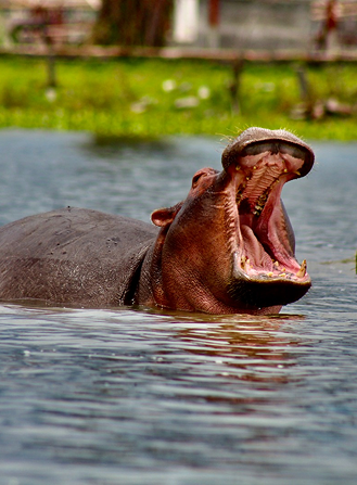 Lake Nakuru