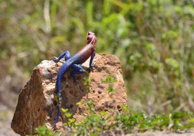 The Rock Star of the Mara: Meet the Mwanza Flat-headed Agama 