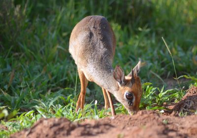 The Little Whistler of the Mara