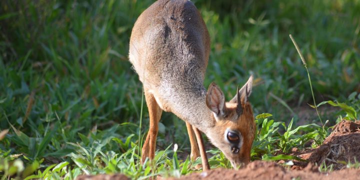 The Little Whistler of the Mara