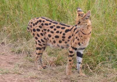 Whiskers in the Grass: Tracking the Secretive Serval