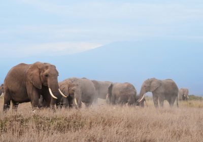 Trivia: How well do you know about the African Elephant? Find out!!