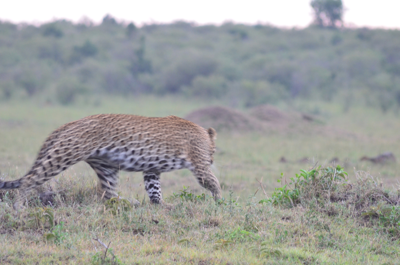 Ernest_Nyamasyo_Maasai_Mara_Feb__Safari_Sense031 Ernest_Nyamasyo_Maasai_Mara_Feb__Safari_Sense031