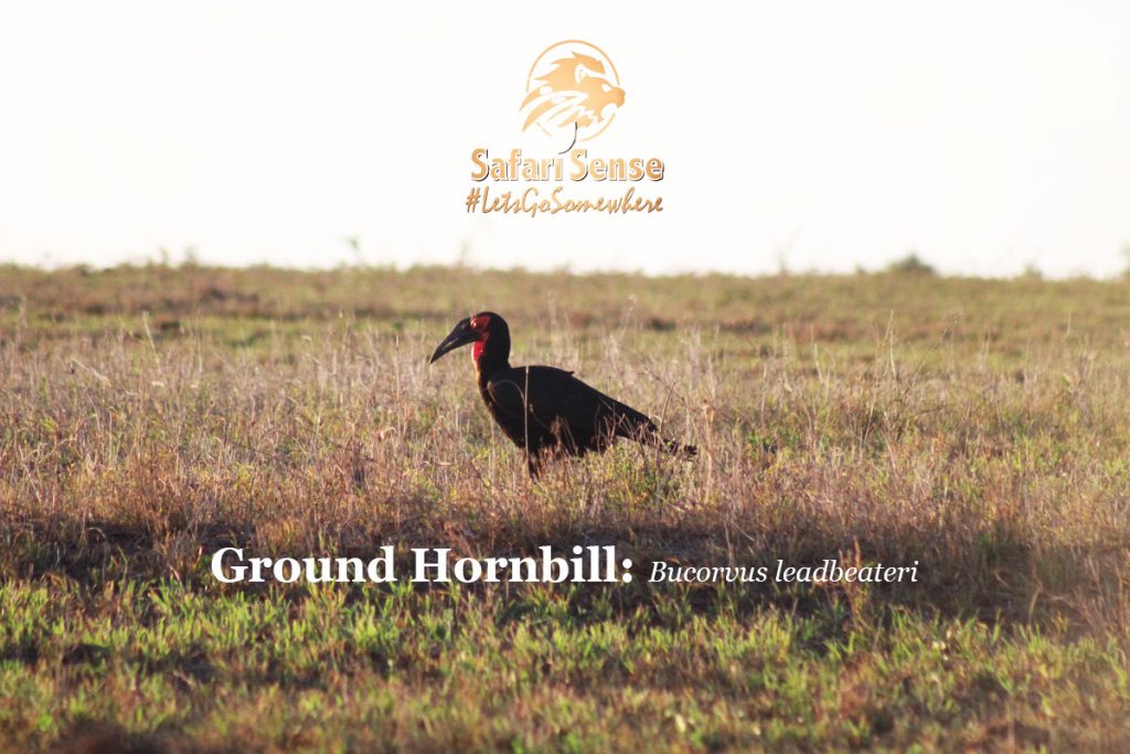 Ground_hornbill_safarisense_kenya_2023