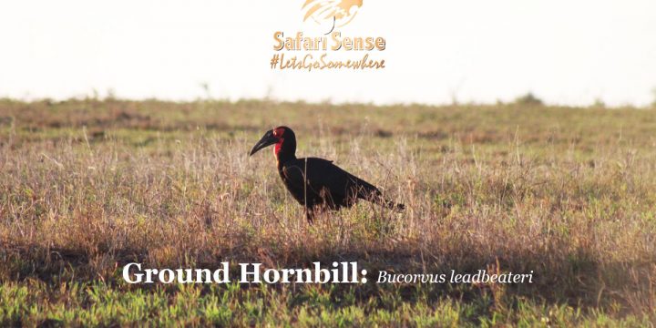 Majestic Avian: The Ground Hornbill