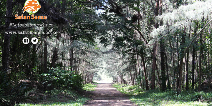 International Day of Forests