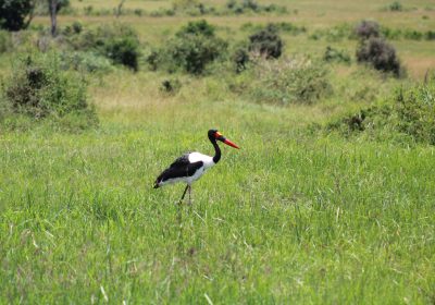 Birdnificent© Something About The Saddle-billed Stork…