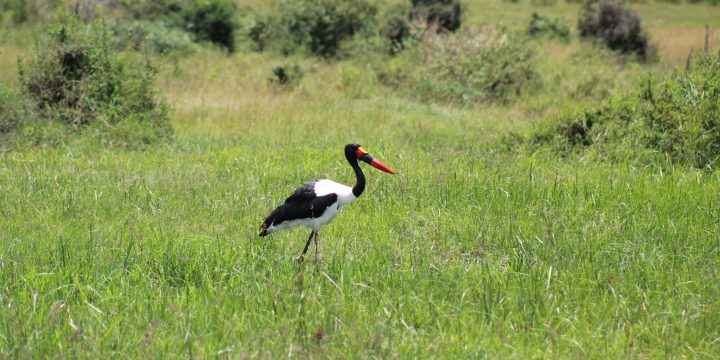 Birdnificent© Something About The Saddle-billed Stork…