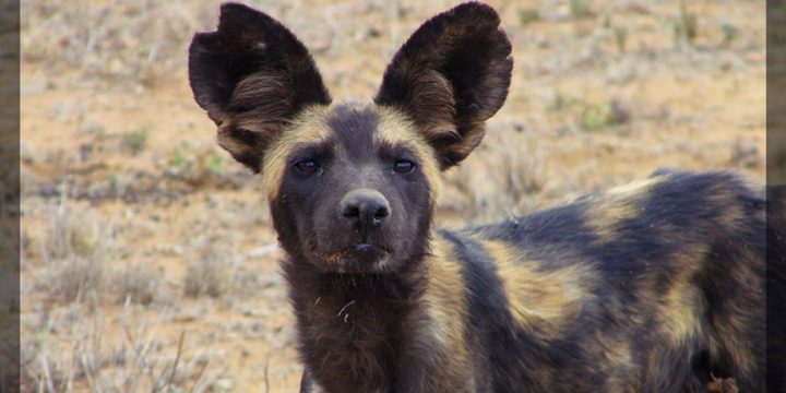 Experience the Untamed Beauty of Africa’s Painted Wolves!