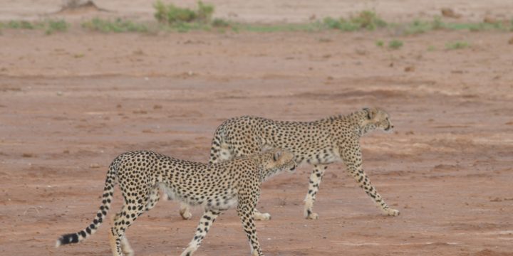 Swift Shadows: Unraveling the Mystique of the Cheetah