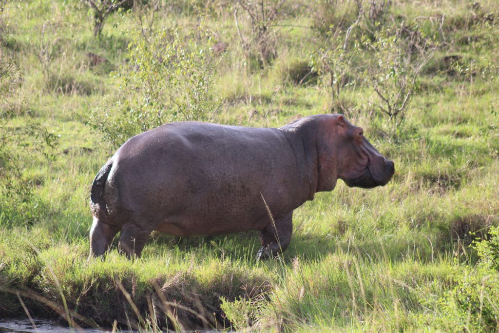 hippo_safarisense_kenya hippo_safarisense_kenya
