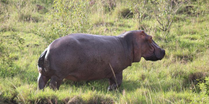 Trivia: How well do you know about Hippos? Find out!!